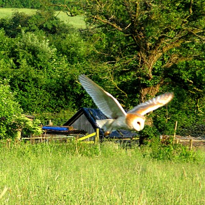 Picture of Barn Owl in flight, © Mike Draycott