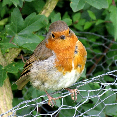Picture of Robin, © Mike Draycott
