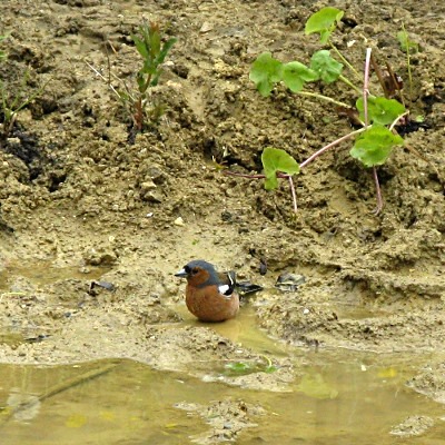 Picture of Chaffinch, © Mike Draycott