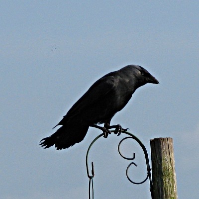 Picture of Jackdaw, © Mike Draycott