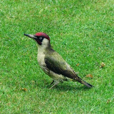 Picture of Green Woodpecker, © Mike Draycott