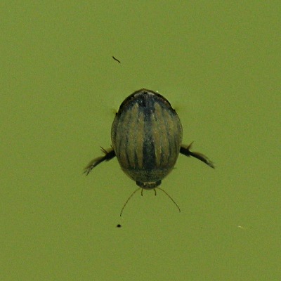 Picture of Diving Beetle © Mike Draycott