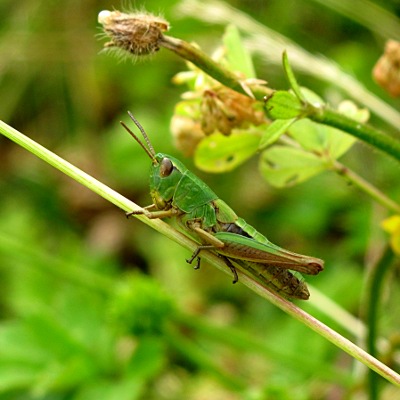 Picture of grasshopper © Mike Draycott