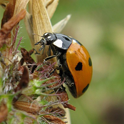 Picture of Ladybird  Mike Draycott