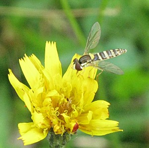 hoverfly picture