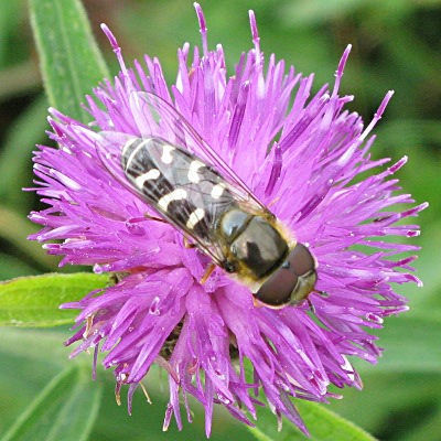 hoverfly picture