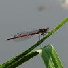 image of Large Red Damselfly