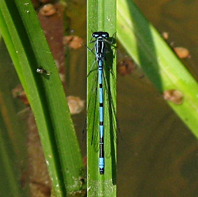 Picture of Common Blue Damselfly  Mike Draycott