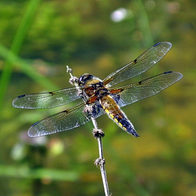 Picture of four spot chaser  Mike Draycott