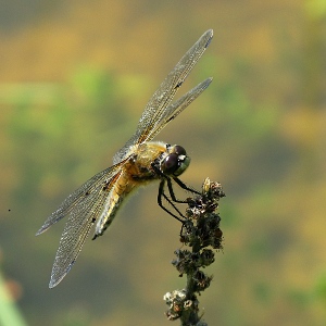image of dragonfly