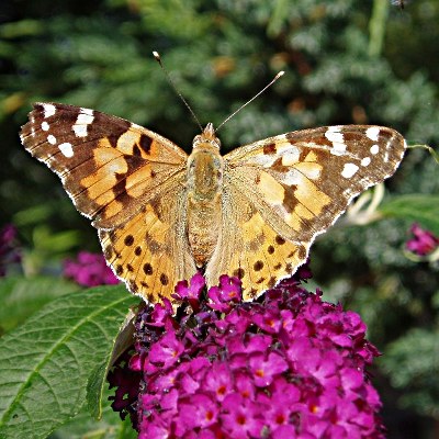 Picture of Painted Lady Butterfly, © Mike Draycott