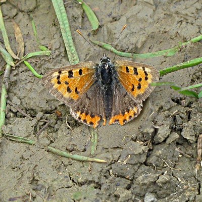 Picture of Small Copper Butterfly, © Mike Draycott