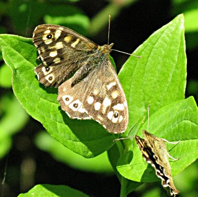 Picture of Speckled Wood Butterfly, © Mike Draycott