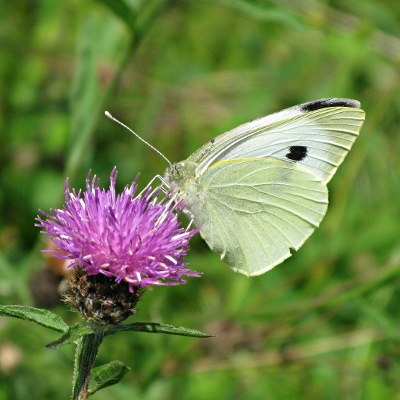 Picture of Small White Butterfly, © Mike Draycott