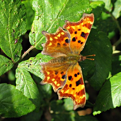 Picture of Comma Butterfly, © 
			Mike Draycott