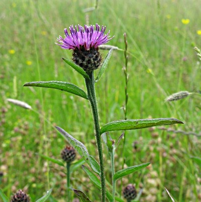 Picture of Common Knapweed