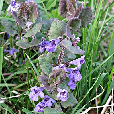 Picture of Ground Ivy Plant
