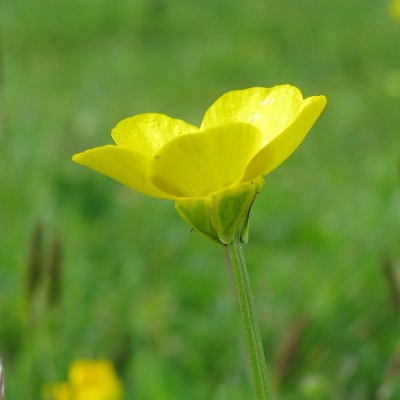 Picture of Buttercup