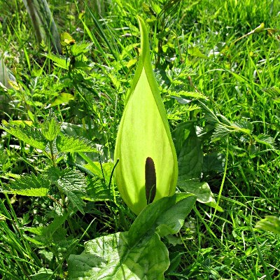 Picture of Cuckoo Pint Plant