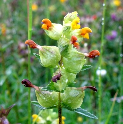 Picture of Yellow Rattle