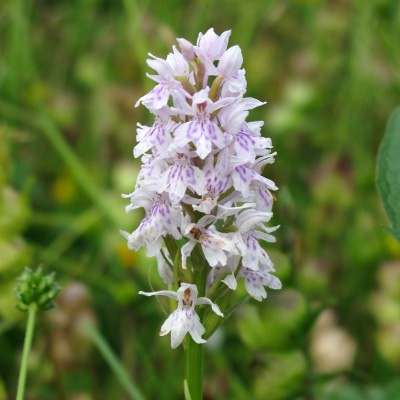 Picture of Common Sppotted Orchid