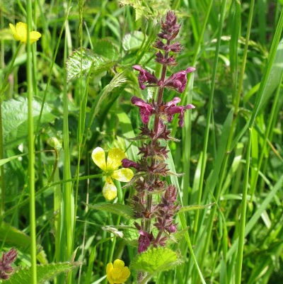 Picture of Hedge Woundwort