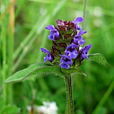 Picture of Selfheal Plant
