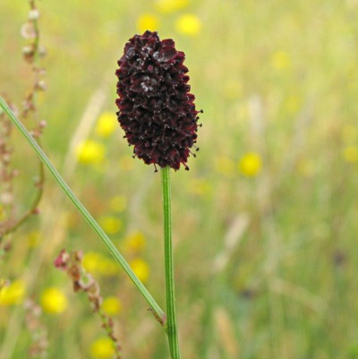 Picture of Great Burnet Flower  © Mike Draycott