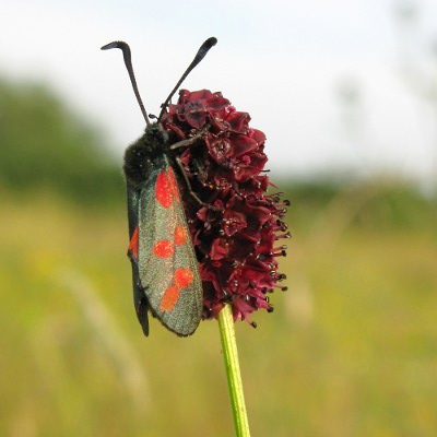 Picture of Great Burnet Flower  © Mike Draycott