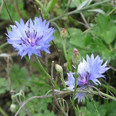 Picture of Cornflower plant © Mike Draycott