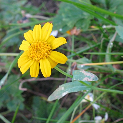 Picture of Corn Marigold plant © Mike Draycott