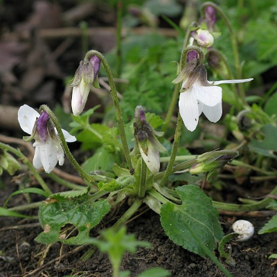 Picture of White Violet Plant