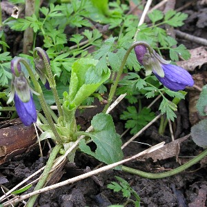 Picture of blue Violet Plant