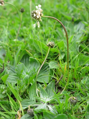 Ribwort Plantain