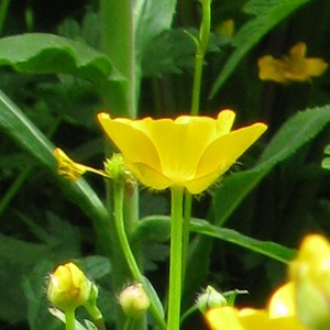 Picture of creeping Buttercup
