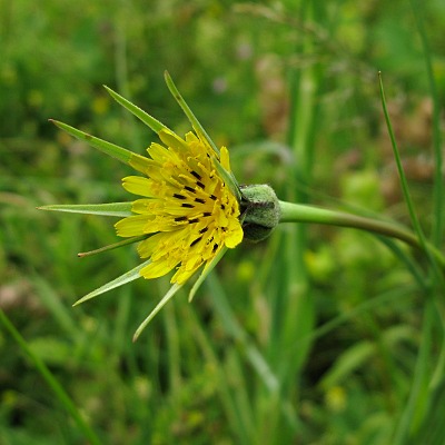 Picture of Goat's-Beard