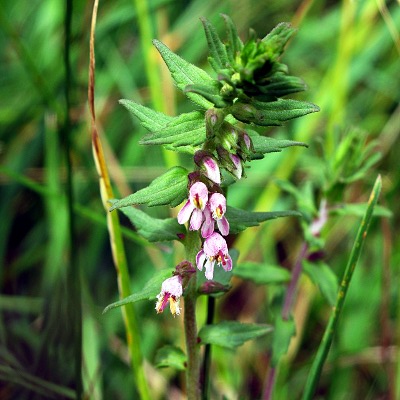 Picture of Red Bartsia
