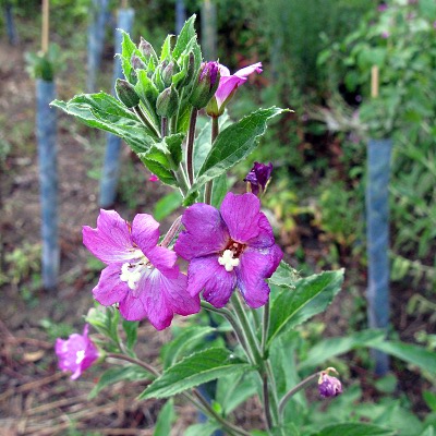 Picture of Willowherb