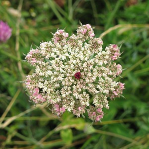 wild carrot picture