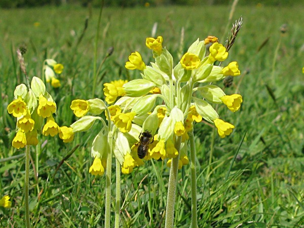 photo of Cowslips
