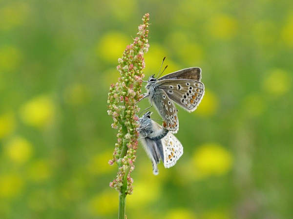 photo of Common Blue Butterflies