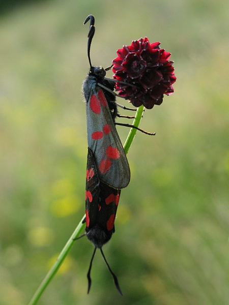 photo of two Burnet moths
