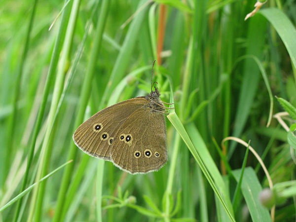 photo of two Ringlet Butterfly