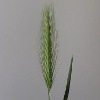 Meadow Barley