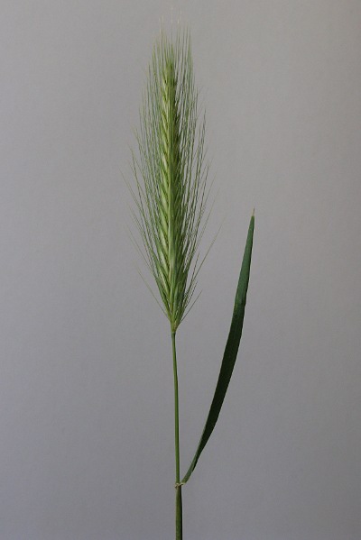 Picture of Meadow Barley  Mike Draycott