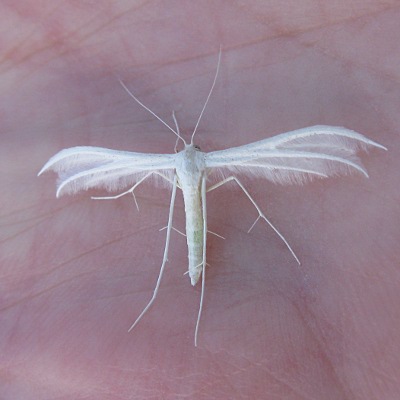 Picture of White Plume Moth moth,