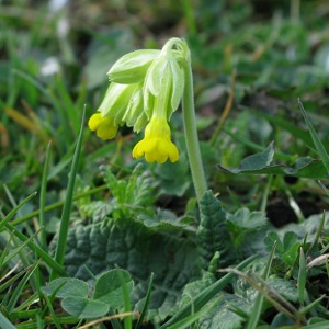Picture of Cowslip