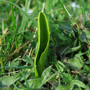 Picture of Adders Tongue