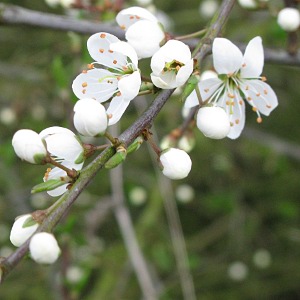 Picture of Blackthorn blossom
