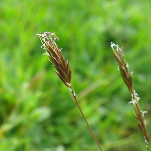 Picture of grass seed
